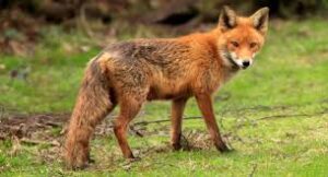 Fox