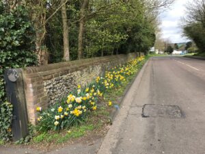 Daffodils in Piccotts End