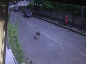 Piccotts End deer