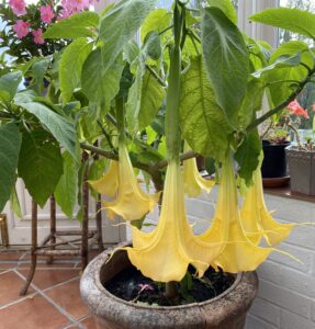 Brugmansia